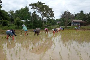 ຊາວກະສິກອນເມືອງເງິນປູກພຶດລະດູຝົນໃນເນື້ອທີ່ 11,656 ກວ່າເຮັກຕາ