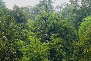 ໃນໄລຍະ 1 ເດືອນຜ່ານມາເມືອງພີນ ສາມາດຍຶດໄມ້ເຖື່ອນໄດ້ປະມານ 700 ແມັດກ້ອນ.