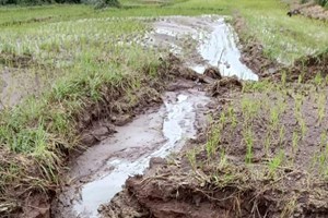 ເນື້ອທີ່ນາປີຂອງແຂວງຄໍາມ່ວນຖືກເສຍຫາຍຈາກນໍ້າຖ້ວມ ແລະ ສັດຕູພືດ82 ເຮັກຕາ