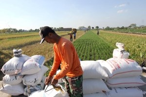 ອິນໂດເນເຊຍ ມີເຂົ້າສຳຮອງສູງເຖິງ 4.2 ລ້ານໂຕນ