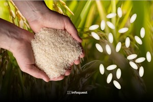 ຟີລິບປິນ ມີແຜນຈະໂຈະການນຳເຂົ້າເຂົ້າເປັນການຊົ່ວຄາວ