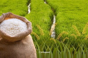 ອິນໂດເນເຊຍ ຄາດວ່າການຜະລິດເຂົ້າຈະເພີ່ມຂຶ້ນເປັນ 33 ລ້ານໂຕນໃນປີນີ້