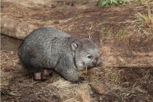 ນັກຄົ້ນຄວ້າອົສຕຣາລີ ໃຊ້ໂດຣນຕິດຕາມສັດພື້ນເມືອງໃກ້ສູນພັນ