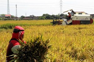 ອິນໂດເນເຊຍ ພັດທະນາເນື້ອທີ່ປູກເຂົ້າ 481,000 ເຮັກຕາ