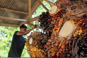 ອິນໂດເນເຊຍ ມີແຜນຈະຢຸດການນຳເຂົ້ານໍ້າມັນກາຊວນ