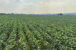 5 ປີຜ່ານມາ ຂະແໜງປູກຝັງ - ລ້ຽງສັດ ມີຜົນສຳເລັດຫຼາຍດ້ານ ໂດຍ:ວັນໄຊ ຕະວິນຍານ