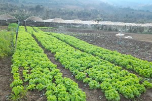 ຍ້ອນຖືເອົາກະສິກໍາອິນຊີເປັນຫຼັກລາຍຮັບປະຊາຊົນບ້ານທ່າຊ້າງຈຶ່ງໝັ້ນຄົງ