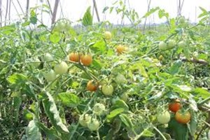 ຊາວກະສິກອນໃນທົ່ວແຂວງຄໍາມ່ວນເກັບກູ້ຜົນຜະລິດລະດູຝົນສໍາເລັດໃນເນື້ອທີ່ 7,211 ເຮັກຕາ