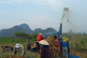 ປັດຈຸບັນຄໍາມ່ວນເກັບກ່ຽວເຂົ້ານາປີໄດ້ແລ້ວ 21,010 ເຮັກຕາ