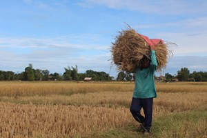 ຄໍາມ່ວນ ເກັບກ່ຽວເຂົ້ານາປີສໍາເລັດພຽງ 39.362 ເຮັກຕາ