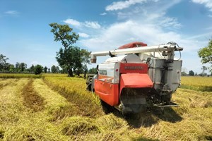 ຄໍາມ່ວນເກັບກ່ຽວເຂົ້ານາປີສໍາເລັດ 100%