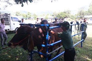 2026 ແກ່ນທ້າວຈະສັກຢາປ້ອງກັນພະຍາດສັດໃຫ້ໄດ້ 165,000 ກວ່າໂຕ