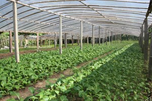 ປີນີ້, ຄໍາມ່ວນ ມີແຜນການປູກພືດລະດູແລ້ງ 10,666 ເຮັກຕາ