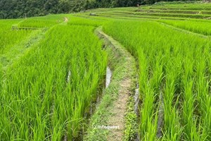 ມຽນມາ ສົ່ງອອກເຂົ້າຫຼາຍກວ່າ 2.1 ລ້ານໂຕນ ໃນ 9 ເດືອນທຳອິດຂອງປີງົບປະມານ 2025-2026