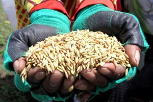 ປີ 2026 ອິນໂດເນເຊຍ ຈະຈັດຕັ້ງປະຕິບັດນະໂຍບາຍເຂົ້າລາຄາດຽວ