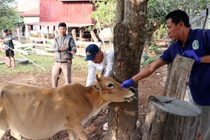 ເມືອງໂຂງ ເລັ່ງສະກັດກັ້ນການລະບາດຂອງພະຍາດປາກເປື່ອຍລົງເລັບ ໃນງົວ