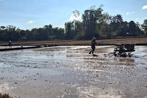 ຄໍາມ່ວນ ປູກເຂົ້ານາແຊງໄດ້ແລ້ວ 9,503 ເຮັກຕາ