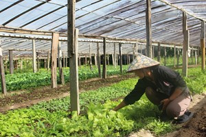 ​  ຄໍາມ່ວນ ປູກພຶດສໍາຮອງລະດູແລ້ງໄດ້ແລ້ວ 9,489 ເຮັກຕາ