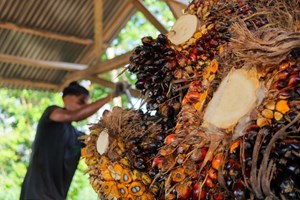 ອິນໂດເນເຊຍ ກຽມຈະຢຸດການນຳເຂົ້ານ້ຳມັນກາຊວນ