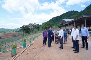 ການນໍາແຂວງຫຼວງພະບາງ ຢ້ຽມຢາມໂຄງການປູກຕົ້ນໂກໂກ້ ຢູ່ເມືອງຈອມເພັດ