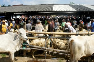 ອິນ​ໂດ​ເນ​ເຊຍ ​​ຂະຫຍາຍ​ການ​ປູກ​ພືດ​ອາຫານ​ສັດທີ່​ທົນ​​ຕໍ່​ໄພ​ແຫ້ງ​ແລ້ງ