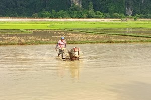 ຄໍາມ່ວນປູກເຂົ້ານາປີສຳ​ເລັດແລ້ວ 54%