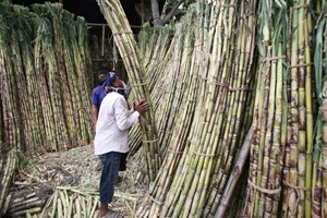 ອິນໂດເນເຊຍ ມີເປົ້າໝາຍປູກອ້ອຍໃໝ່ໃຫ້ສຳເລັດພາຍໃນ 2 ປີ