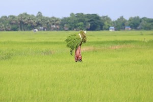 ມຽນມາ ຕັ້ງເປົ້າໝາຍສົ່ງອອກເຂົ້າສານ ແລະ ເຂົ້າຫັກ ທັງໝົດ 3 ລ້ານໂຕນ