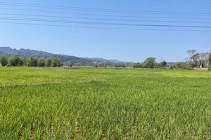 ຄໍາມ່ວນ ປູກເຂົ້ານາປີໄດ້ທັງໝົດ 91,472 ເຮັກຕາ