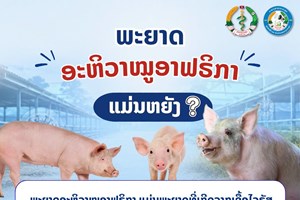 ພ້ອມກັນເພີ່ມທະວີເຝົ້າລະວັງ ສະກັດກັ້ນ ພະຍາດອະຫິວາໝູອາຟຣິກກາ