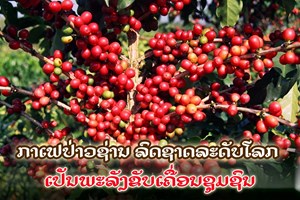 ກາເຟປ່າວຊ່ານ ລົດຊາດລະດັບໂລກ ເປັນພະລັງຂັບເຄື່ອນຊຸມຊົນ