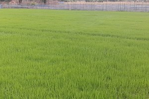 ການຜະລິດເຂົ້ານາປີ 2024 ທົ່ວແຂວງຄໍາມ່ວນມີແຜນການ 91.272 ເຮັກຕາ