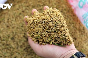 ຫວຽດນາມ ແລະ ຟີລິບປິນ ເຫັນດີເປັນເອກະພາບສ້າງສະຫະພັນເຂົ້າສານ