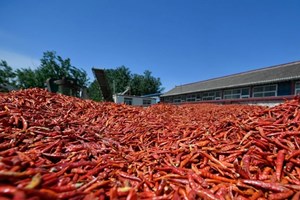 ສ ເກົາຫຼີ ຜະລິດໝາກເຜັດ 68 ພັນກວ່າໂຕນ