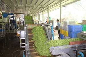 ບໍລິສັດ ເຖິງເຟີຍ ການຄ້າ ແລະ ສົ່ງເສີມກະສິກຳ ເລັ່ງເກັບກູ້ຜົນຜະລິດ ໃຫ້ທັນກັບລະດູການ