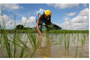 ຟີລິບປິນຄາດວ່າການສະໜອງເຂົ້າພາຍໃນປະເທດພຽງພໍ