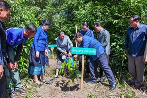 ປູກຕົ້ນໝາກຈອງບານ ຕິດພັນກັບການຟື້ນຟູປົກປັກຮັກສາ ອຸທິຍານແຫ່ງຊາດ ດົງຫົວສາວ