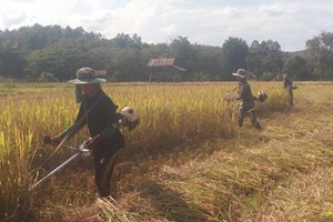 ການເກັບກູ້ເຂົ້ານາປີຂອງຊາວກະສິກອນເມືອງເງິນ ສຳເລັດ  50% 