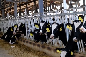 ປີ 2024 ພວກເຮົາມາລົມເລື່ອງ “ງົວ” ຄອກງົວກໍດີເຊັ່ນກັນ