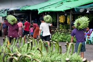 ມຽນມາ ກຽມໃຊ້ລະບົບປະກັນຜົນຜະລິດກະສິກຳ