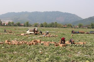 ບໍລິສັດໂຢປັງ ເຕັກນິກກະສິກໍາສົ່ງເສີມປະຊາຊົນປູກແຕງໂມຢູ່ເມືອງວຽງພູຄາ