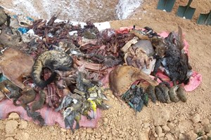 ອຸດົມໄຊ ທຳລາຍຊີ້ນສ່ວນສັດປ່າຫວງຫ້າມ ນໍ້າໜັກ 194,8 ກິໂລ