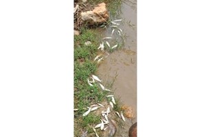 ກ່ຽວກັບການມາດຕະການແກ້ໄຂເຄມີຮົ່ວໄຫຼ (Acid Sulfuric 98%) ໃນວັນທີ 03ເມສາ 2024 ທີ່ບ້ານພູຊ້າງຄໍາ, ນະຄອນຫຼວງ ພະບາງ, ແຂວງຫຼວງພະບາງ