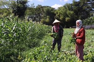 ຄໍາມ່ວນ ປູກເຂົ້າລະດູແລ້ງໄດ້ແລ້ວ 12.511 ເຮັກຕາ