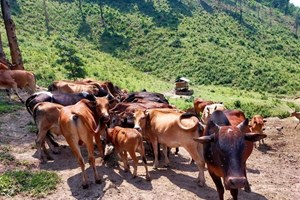 5 ປີຕໍ່ໜ້າ ບໍລິຄຳໄຊສູ້ຊົນເຮັດໃຫ້ຂະແໜງກະສິກຳເຕີບໃຫຍ່ຂະຫຍາຍຕົວຢ່າງຕໍ່ເນື່ອງ