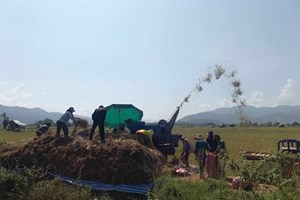 ການເກັບກູ້ຜົນຜະລິດເຂົ້ານາຂອງຊາວກະສິກອນ ເມືອງພຽງສຳເລັດແລ້ວ 30 ກວ່າສ່ວນຮ້ອຍ