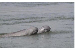 ປີ 2024 ກຳປູເຈຍ ພົບລູກໂລມາອິຣະວະດີ ເກີດໃໝ່ໂຕທີ 6