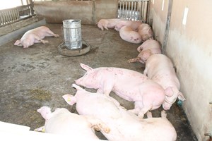 ໄຊຍະບູລີ ຕັ້ງໜ້າແກ້ໄຂບັນຫາເຄັ່ງຮ້ອນທາງດ້ານເສດຖະກິດ-ການເງິນ