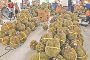 ໝາກໄມ້ລົດຊາດຫວານຊື່ນຈາກປະເທດໄທເຂົ້າສູ່ ແຂວງຢູນນານ