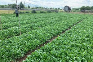 ຮູ້ບໍ່ວ່າ “ລັດ ມີນະໂຍບາຍທີ່ດິນ ສຳລັບການປູກພືດ”?